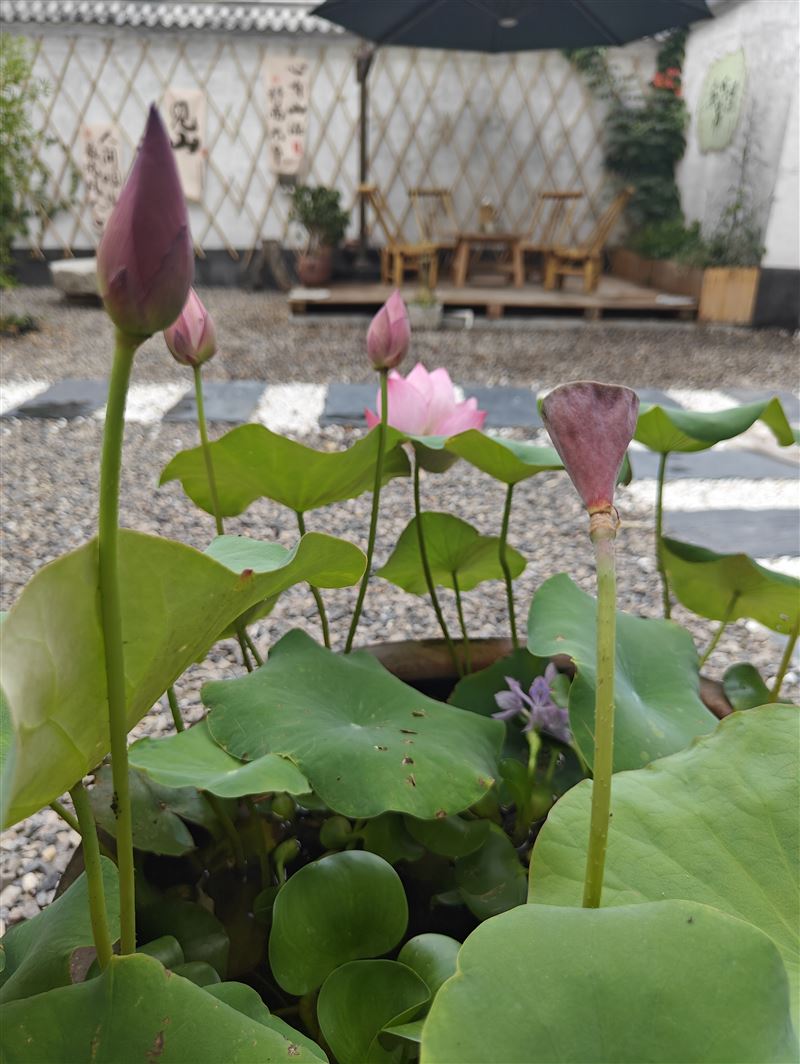 乡村自建古风小院(民宿)